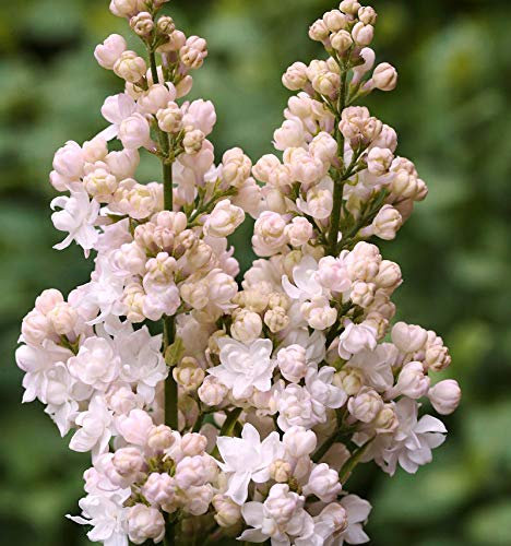 Hochstamm Edelflieder Schöne von Moskau - Kircher-Collection 80-100cm - Syringa vulgaris