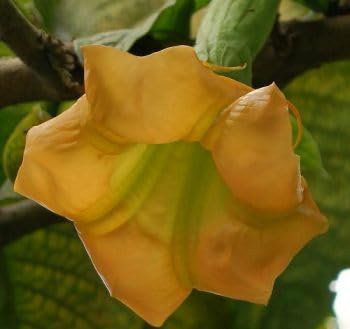 Brugmansia sanguinea Aurea - Goldene Engelstrompete - 5 Samen