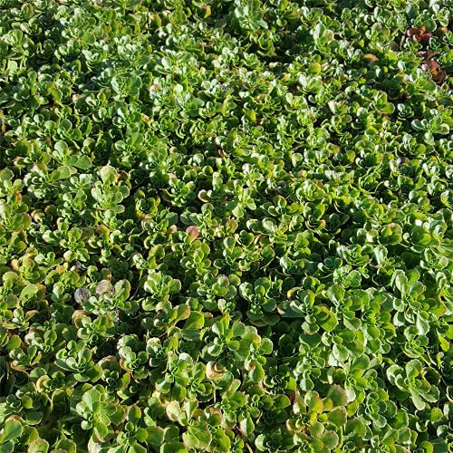Sedum spurium 'Album Superbum' - Garten-Teppich-Fettblatt 'Album Superbum' - 9cm Topf