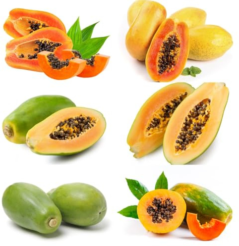 Semillas de papaya para, resistentes para el jardín variedades antiguas exóticas columnares resistentes para lugares soleados 35pcs