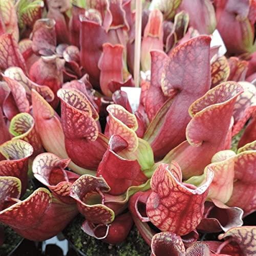 Purple Pitcher Seeds | Sarracenia Purpurea Purpurea | 20+Seeds