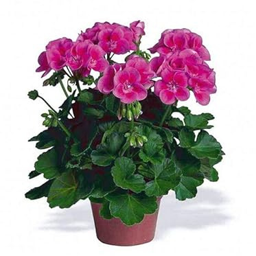 Geranio Fucsia DECOALIVE Planta Natural para Terraza y Jardín