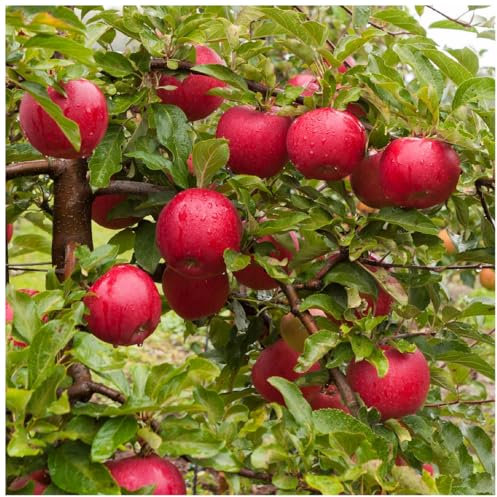 Dwarf Katy Apple Tree, Bare Root, Ready to Fruit. Sweet,Juicy Strawberry Taste 3fatpigs®