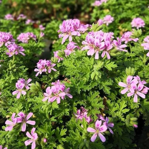Semillas de geranio limón,semillas de de geranio perfumado,resistentes en macetas,prado de de colores jardín 80pcs