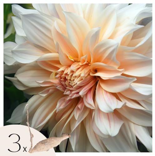 Plant in a Box - Dahlias - Set de 3 Bulbes - Dahlia 'Cafe au Lait' - Floraison Spectaculaire – Fleurs Géantes