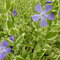 24 x Großblättriges Immergrün 'Variegata' - Vinca major 'Variegata' Topf 9x9cm, für 3m² : Ein farbenfroher Bodendecker für Frühlingsfreuden.