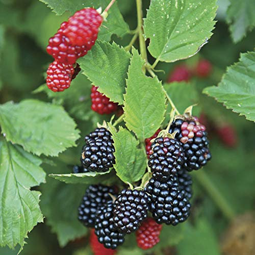 YouGarden Pair of Thornless BlackBerry Plants, Established BlackBerry Plants in 2L Pots, Ready to Plant Fruit Bushes, Grow in Pots, Containers, or Garden Borders