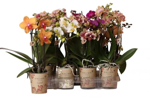 Real Live Phalaenopsis Orchid Plants Mixed Colours in 9 cm Pot 40 cm Height