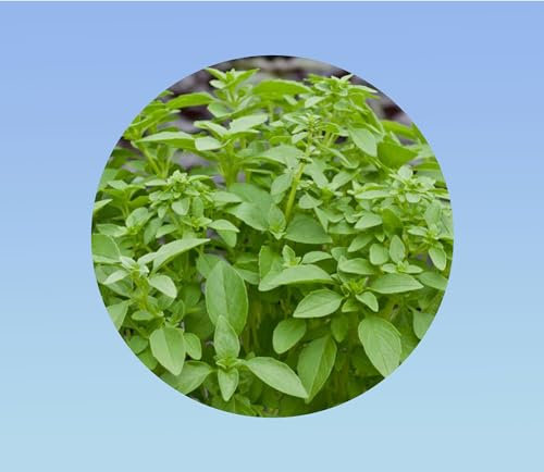 200 Graines de Basilic Citron - Basilic Lemon - Ocimum basilicum - herbe aromatique