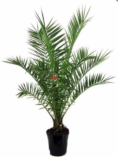 Palmera Canaria (Phoenix Canariensis) Natural Árbol Resistente y Fácil de Cuidar