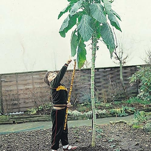 Walking Stick Cabbage - Kohl - Jersey Kale 10+ Samen - RIESEN und KNACKIG! B 022