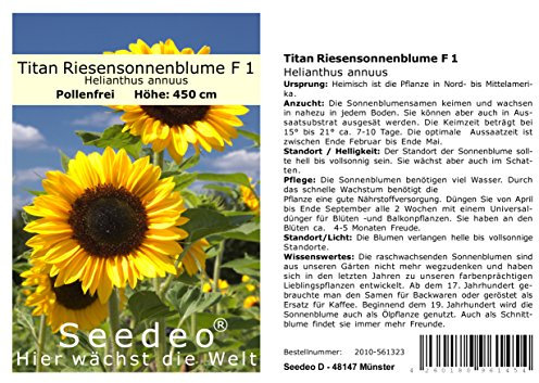 Seedeo Sonnenblume Titan Riesensonnenblume F 1 (Helianthus annuus) 20 Samen