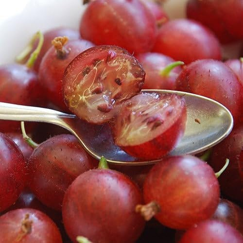 Plant World Seeds - Gooseberry Hinnonmaki (Dessert) Seeds (Berry Seeds)