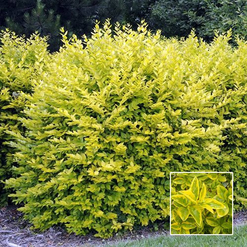 Ligustrum Aureum (Gold Privet) 9cm #75