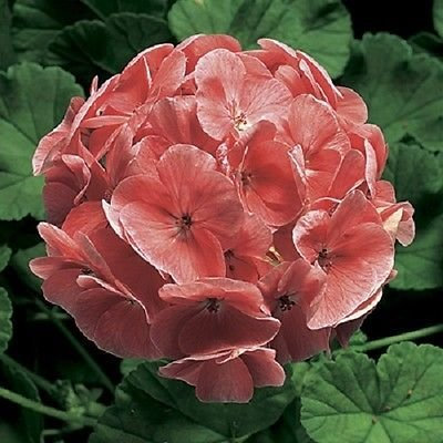 15 graines zonal geranium Ringo 2000 Salmon Graines de Géranium