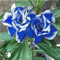 Adenium obesum bulbi,Piante perenni,Rosa del Deserto pianta vera,rosa del deserto,Tagliare,resistenti al freddo,Adenium obesum pianta,bulbi rosa del deserto(non artificiali)-1bulbi-O