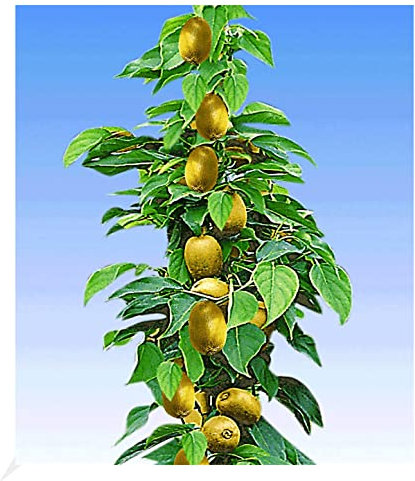 BALDUR Garten Säulen-Kiwi 'Issai', 1 Pflanze, selbstfruchtend Stachelbeer-Kiwi winterharte Obstpflanze, platzsparende Säule für kleine Gärten, Balkone & Terrassen, Actinidia arguta