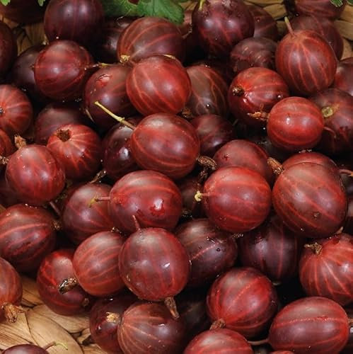 Groseille à maquereau rouge Hinnonmaki Rot 2L - Très facile à cultiver