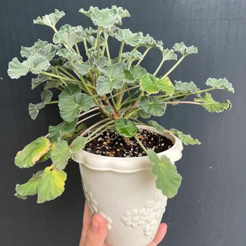 Geranios colgantes pelargonio decoración jardín balcón 180semillas