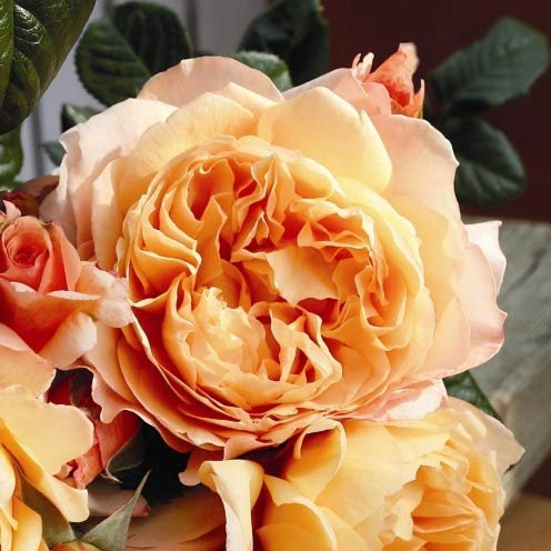 Nostalgische Edelrose 'Capri'®, orange-aprikot, duftende Buschrose, wurzelnackt, winterhart, robust, mehrjährig, Qualität aus Müllers Baumschule, inkl. Pflanz- und Pflegeanleitung