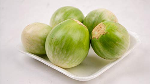 Thai Auberginen - 20 Frische Samen - Solanum virginianum