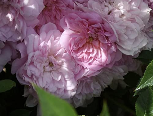 'Super Fairy' Climbing Rose - Sprays of Lovely Pink Blooms - Potted Rose 4L
