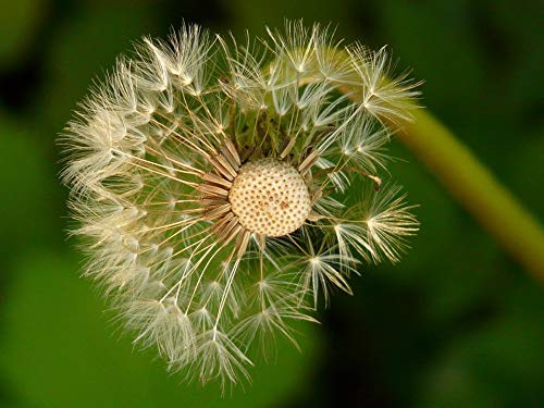 Home Comforts Basket Spring Stalk Meadow Dandelion Seeds Flower-20 Inch By 30 Inch Laminated Poster With Bright Colors And Vivid Imagery-Fits Perfectly In Many Attractive Frames