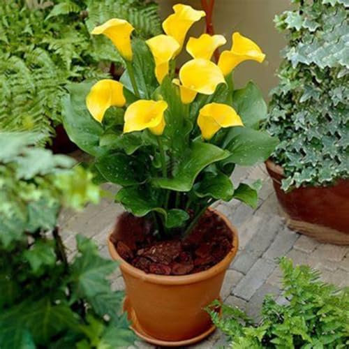Calla Lily Bulbs for Planting Now UK Ornamental Perennial Excellent Display Plant Bulbs Greening Flower Good for Containers/Natural Organic Easy Plant-4bulbs-L