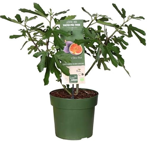 Dwarf fig - Ficus carica 'Little Miss Figgy' - Edible fig - Grown Your own Fruit in 19 cm Pot 40 cm Height