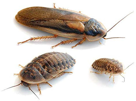 proinsects Argentinische Waldschaben (Blaptica dubia) klein 100 STK.