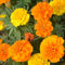100 Unids Tagetes Patula Semillas Marigold Francés Flor Mixta Jardín Balcón Decoración para Plantación de Jardín