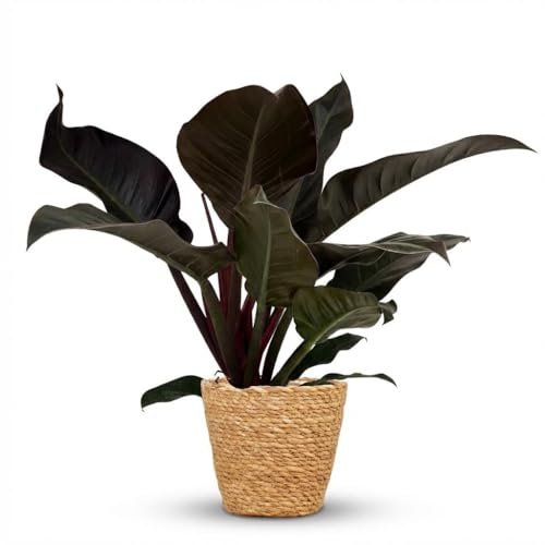 Philodendron - Philodendron Imperial Red - Röd - Låg skötsel - med korg - 50-60cm - Ø19cm - Krukväxt - Vintergrön