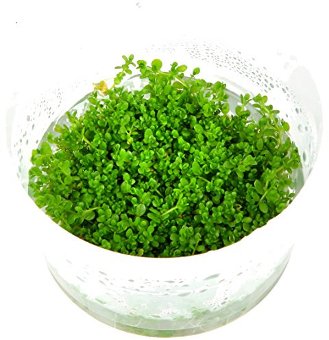 Hemianthus cal Cuba Aquarium Plant Gel Pot