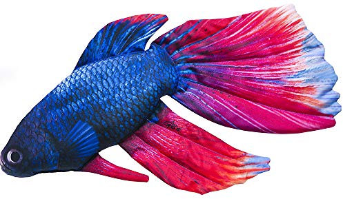 Gaby DER SIAMESISCHE KAMPFFISCH 53cm Kuscheltier Stofftier Fisch Polyester