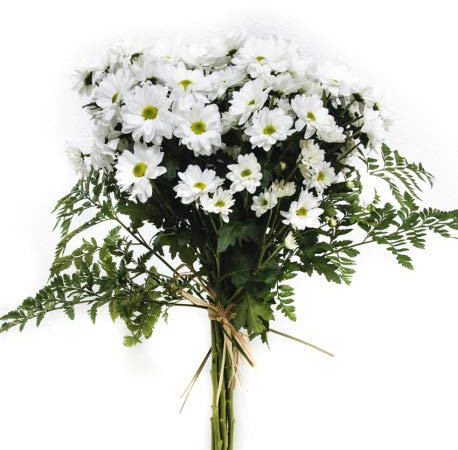 Acurrucalas® - Ramo Margaritas Blancas con Dedicatoria - Flores Naturales - Flores Frescas - Entrega en 24 horas de Martes a Sábado
