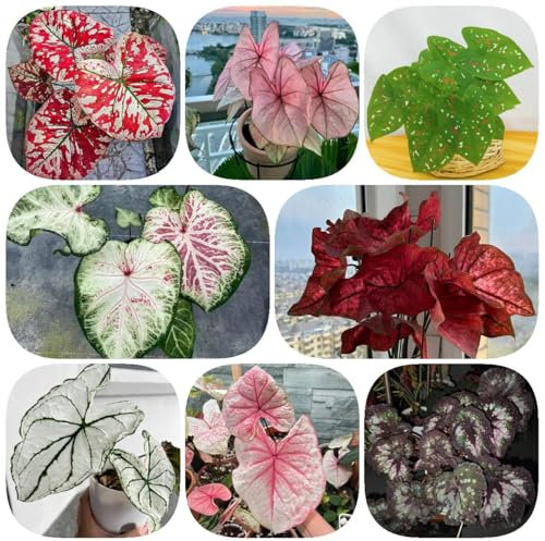 200 pcs Caladium Pflanze Samen, Caladium bicolor, hochbeete für garten flower gartensamen nachhaltige produkte blumendeko ausgefallene geschenke pflanzenkübel zimmerpflanzen samen