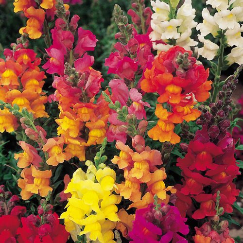 Suttons - Antirrhinum Seeds - Illumination Mix