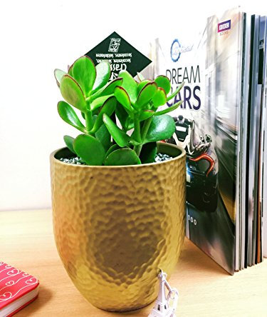 Pot doré luxueux en céramique pour fleurs, Jade Plant