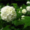 Gefüllter Echter Schneeball weiße Ballblüten Viburnum opulus Roseum ca. 40-60 cm Pflanze im 3 L Topfballen