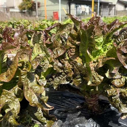 semillas de ensalada de espárragos, semillas variedades antiguas ensalada espárragos orgánicos trepadoras resistentes de invierno, 150pcs