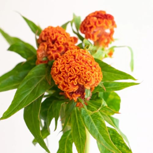 Semi di Celosia, semi di cresta di gallo, esotici rare Celosia cristata, semi di campo resistenti del rustiche 150pcs