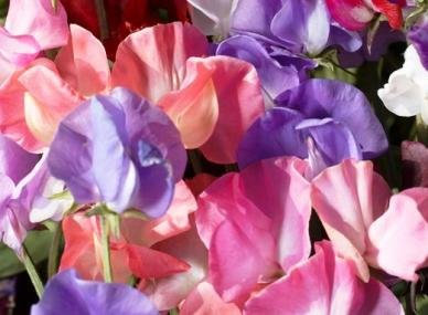 PREMIER SEEDS DIRECT - Sweet Pea - Spencer Mix - 100 Finest Seeds