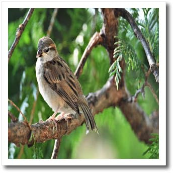 3dRose Little Sparrow Sitting on a Branch - Iron on Heat Transfers (ht-378048-1)