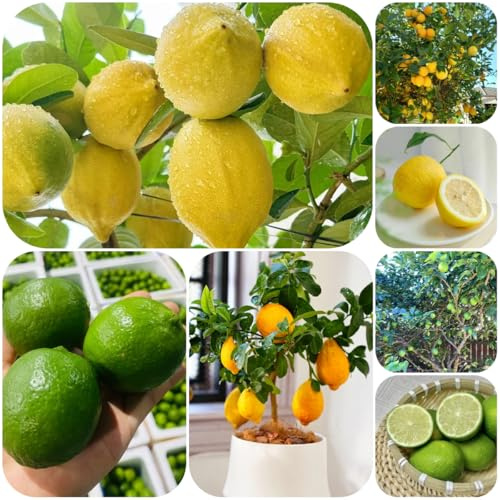 semi di limone, interno di limone, giardino roccioso resistenti da appartamento, 300pcs