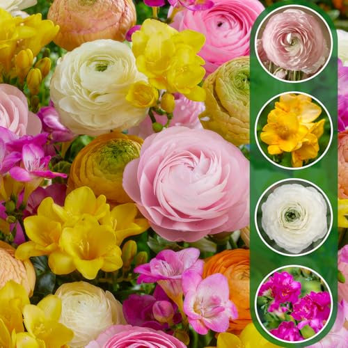 FLORIUM Fresia & Ranunkel Twist Collection (50 bulbi/tuberi) Grande miscela perenne dall'Olanda, vere piante resistenti all'inverno, per giardino, vasi (non semi, non artificiali)
