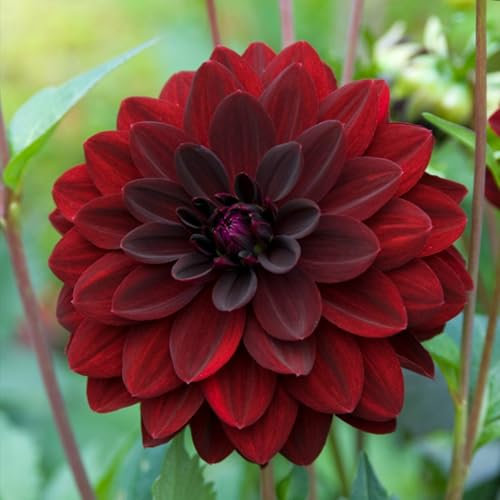 Carbeth Plants - 2 x Dahlia Arabian Night Summer Bulbs - Deep Red Decorative Summer Flowering Tubers - Herbaceous Perennial Garden Plant - Planting in Outdoor Borders, Beds & Containers