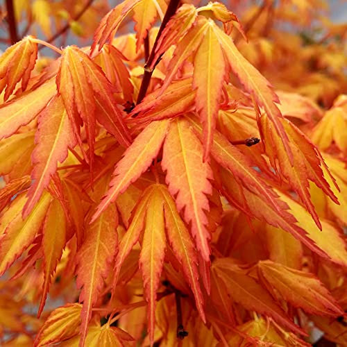 YouGarden Acer Palmatum 'Katsura' in a 1.5L Pot, Supplied as an Established Japanese Maple Tree, Garden Ready Maple Tree for Gardens