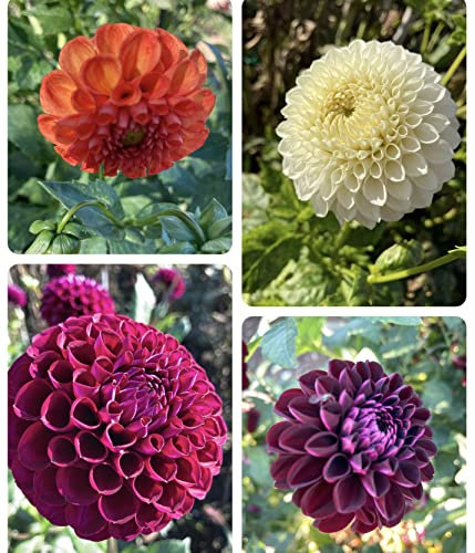Lot de 5 dahlias à pompons colorés