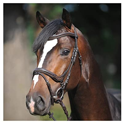 Trense IVY englisch kombiniertes Reithalfter