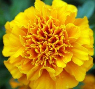 100 teile/beutel, nelkensamen, dianthus caryophyllus, topfpflanzen, pflanzjahreszeiten, blühende pflanzen